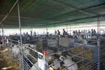 Más de 900 animales en la Feria de Ganado de Gran Canaria (Foto TA)